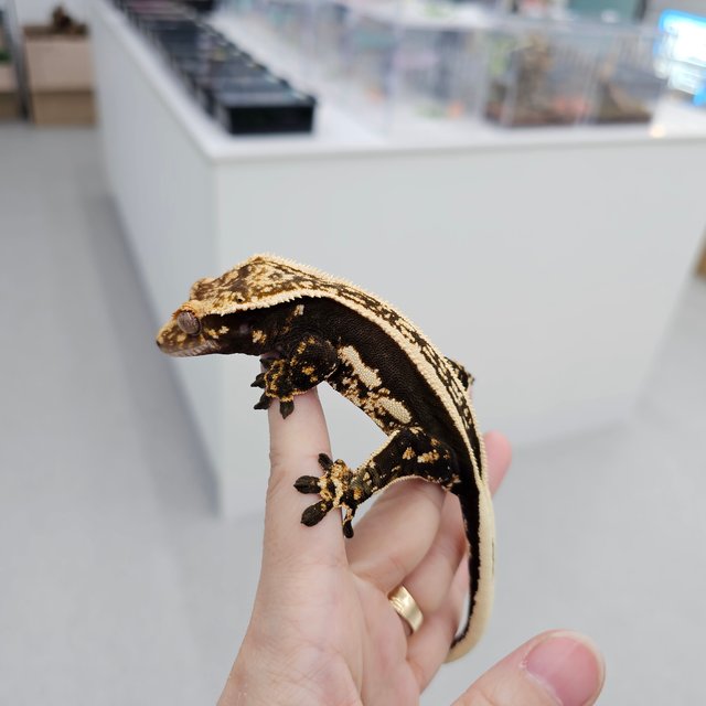 엠티백 슈퍼스트라이프 다크