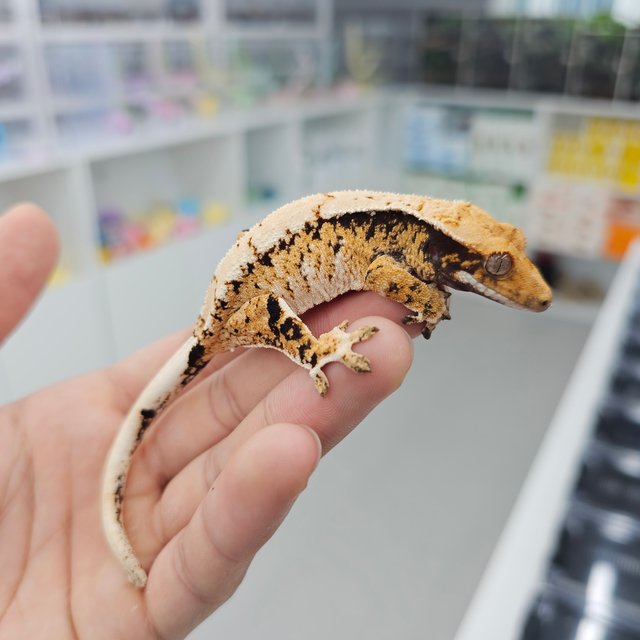 Barb Tri Extreme Harlequin