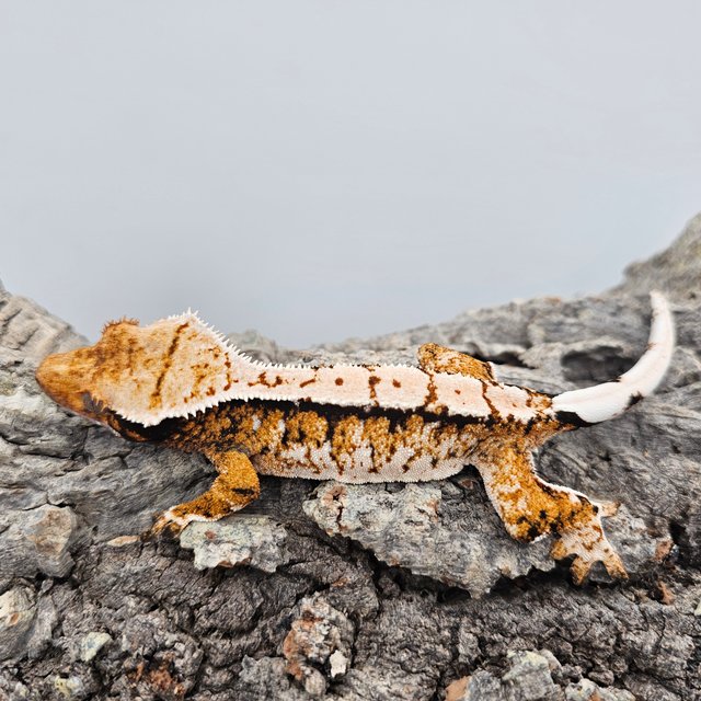 Tri Extreme Harlequin Tangerine