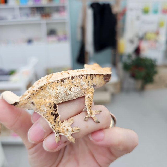 트라이 익스트림할리퀸 화이트스팟