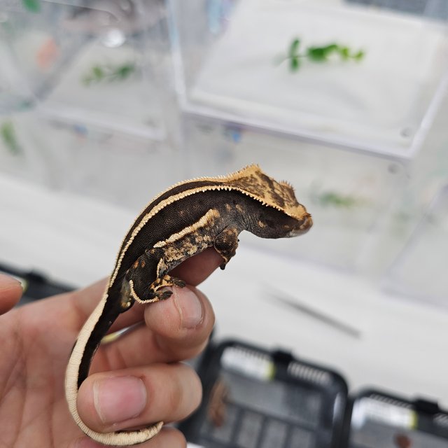 엠티백 슈퍼스트라이프