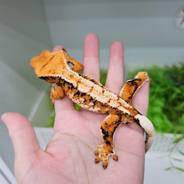 텐저린 트라이 익스트림할리퀸