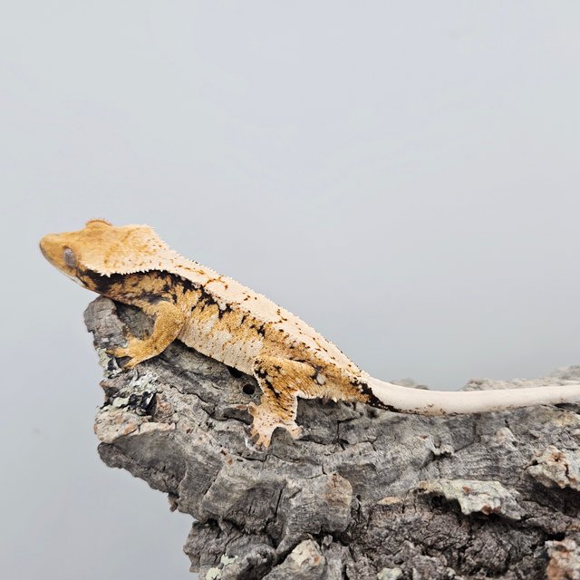 Tri Extreme Harlequin
