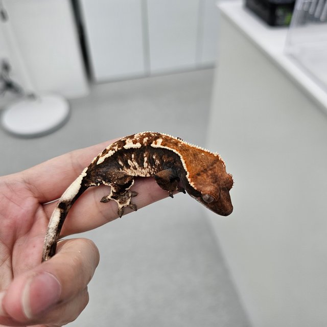 카푸치노 트라이