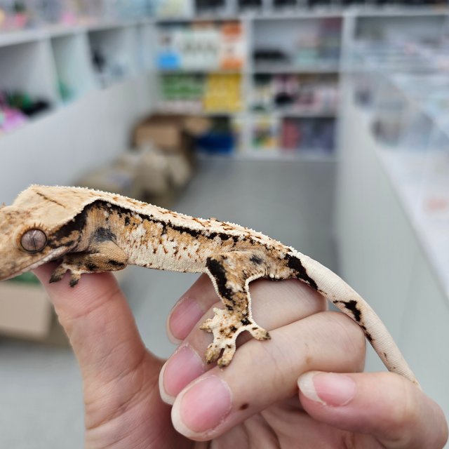 트라이 익스트림할리퀸