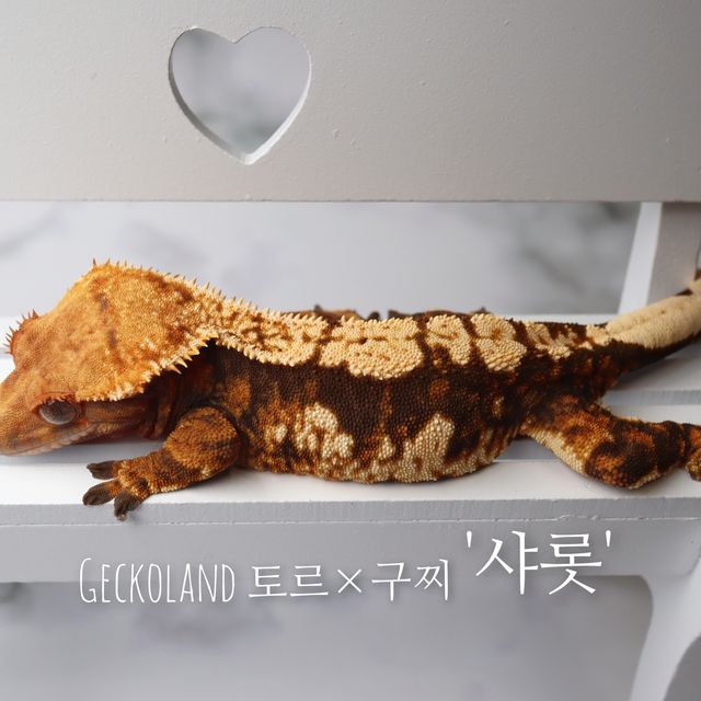 트라이