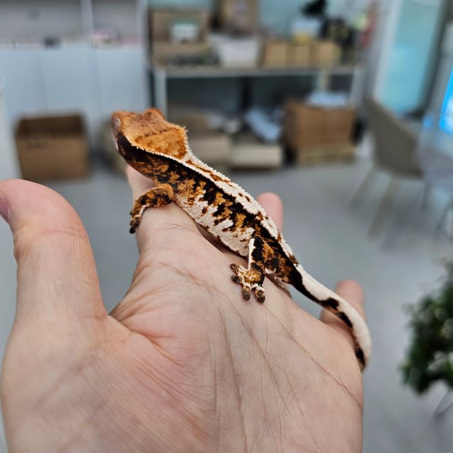 Tri Harlequin Tangerine