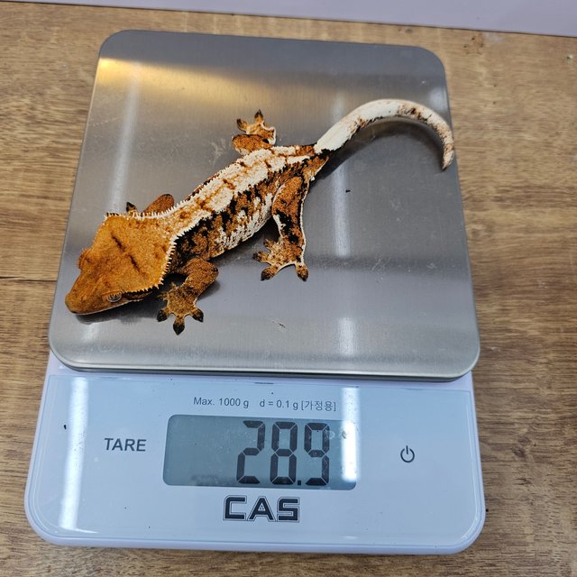 텐저린 트라이 익스트림할리퀸