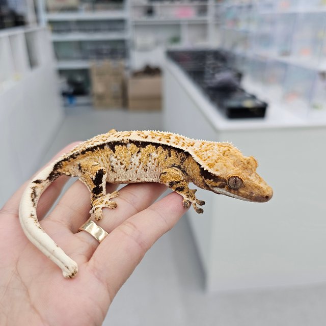 트라이 익스트림할리퀸