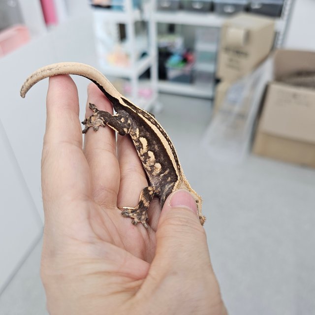 Empty Back Super Stripe