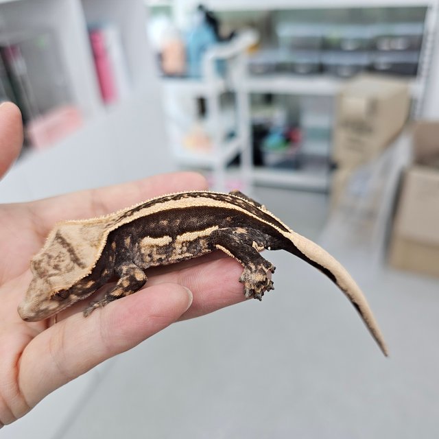 Empty Back Super Stripe