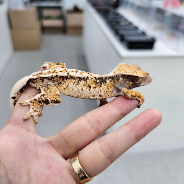 트라이 익스트림할리퀸