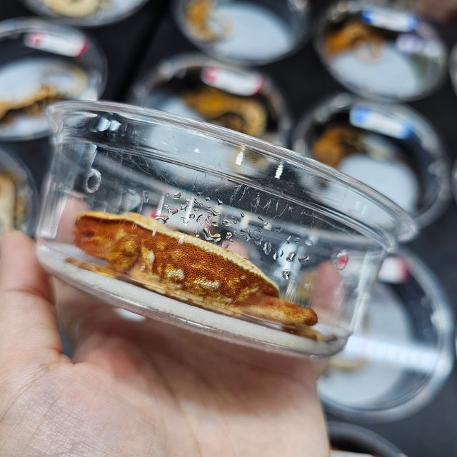 레드 트라이 핀스트라이프