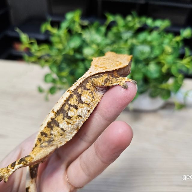 트라이 익스트림할리퀸