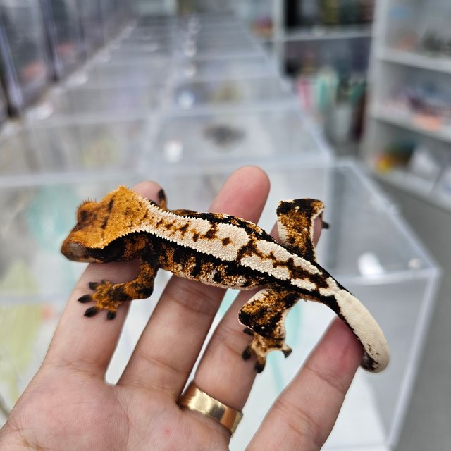 Tri Extreme Harlequin