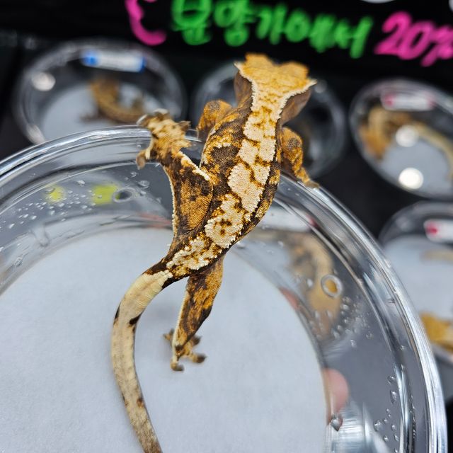 트라이 익스트림할리퀸