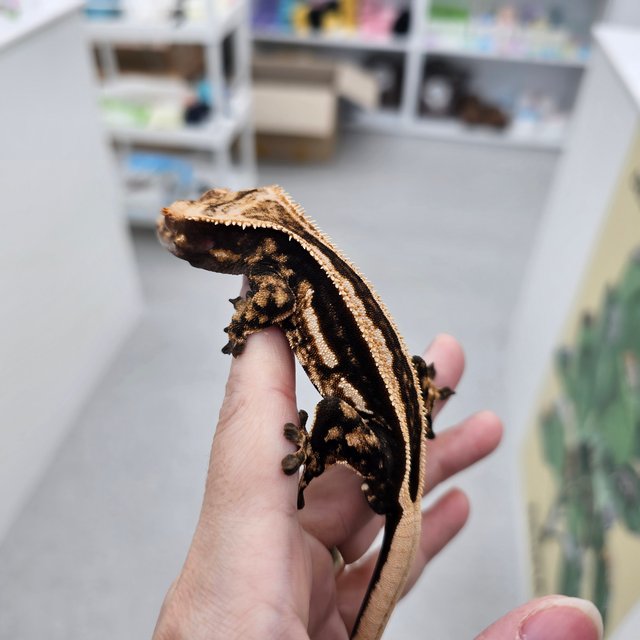 슈퍼스트라이프 엠티백