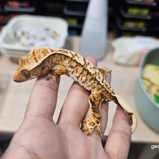 트라이 익스트림할리퀸