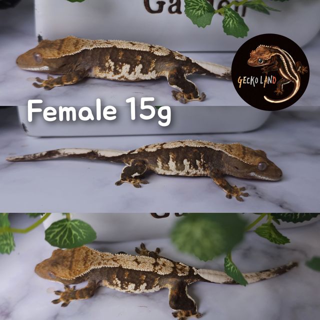 트라이 다크