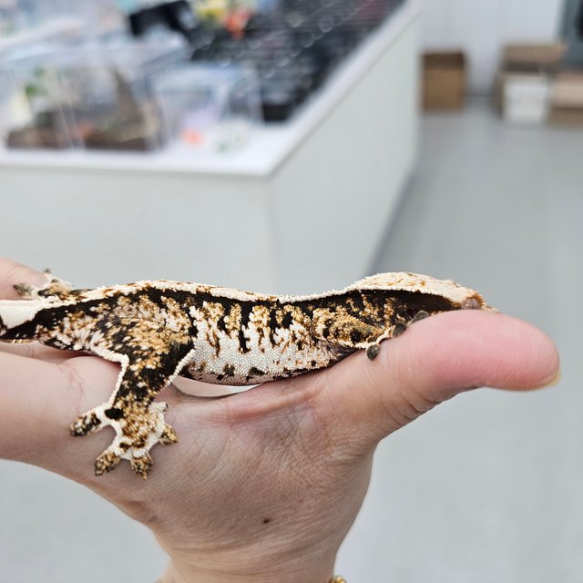 트라이 익스트림할리퀸