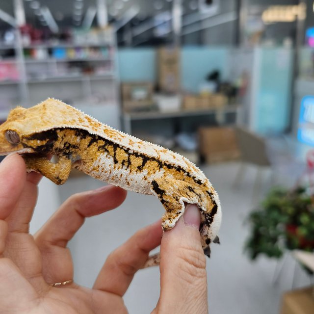 Tri Extreme Harlequin