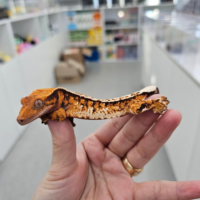 Tangerine Tri Extreme Harlequin