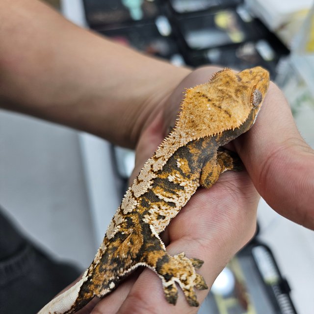 트라이 익스트림할리퀸