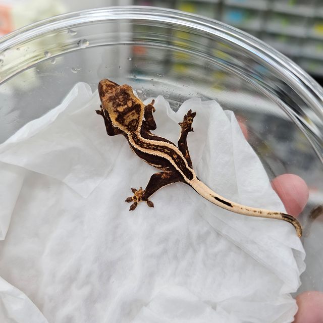 엠티백 슈퍼스트라이프