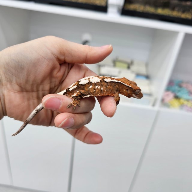 세이블 100%헷아잔틱