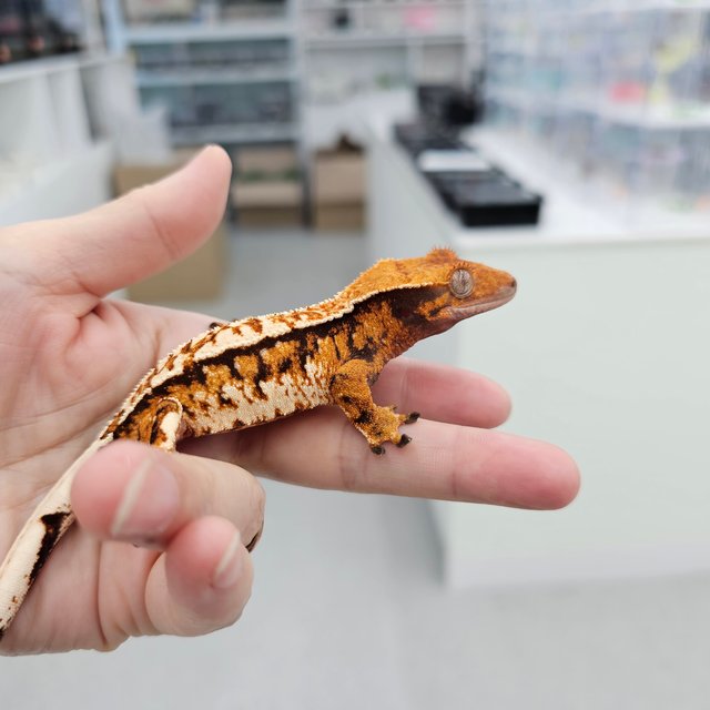 Tangerine Tri Extreme Harlequin