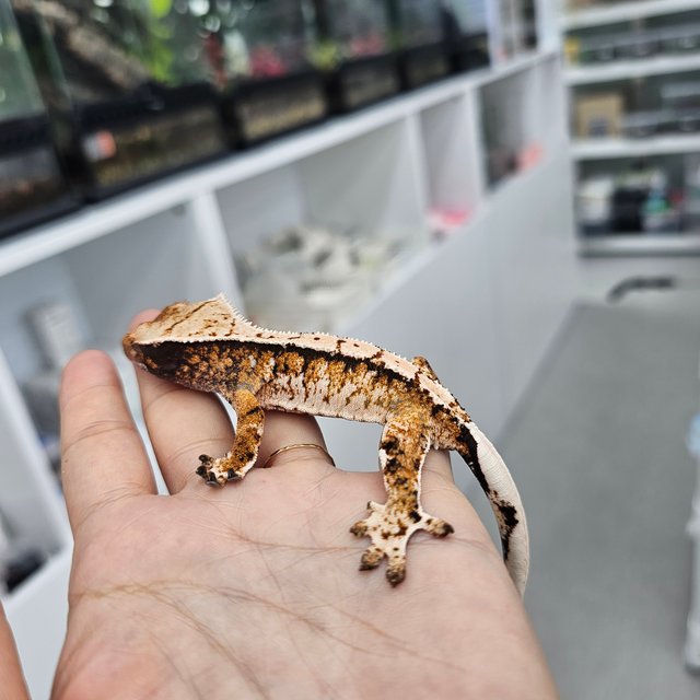 Tri Extreme Harlequin