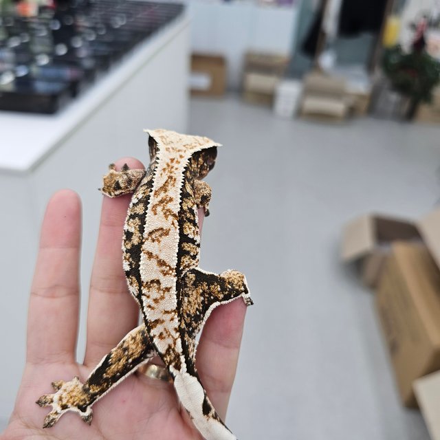 Tri Extreme Harlequin