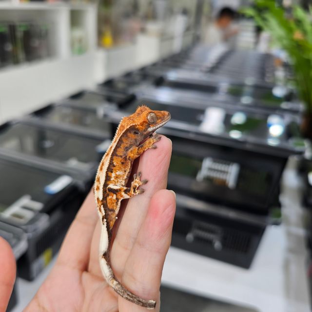 세이블