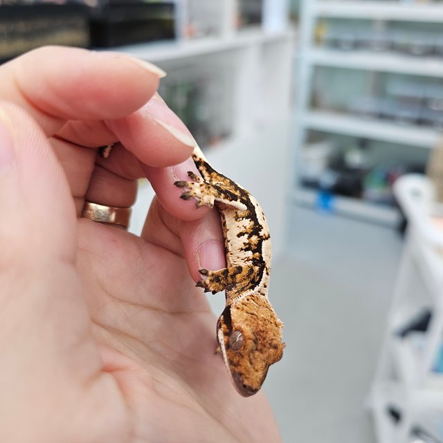 트라이 익스트림할리퀸