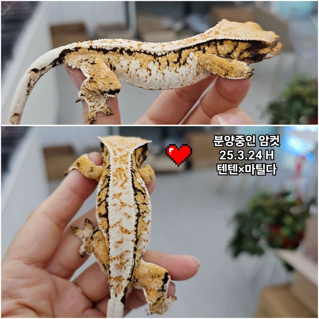 Tri Extreme Harlequin