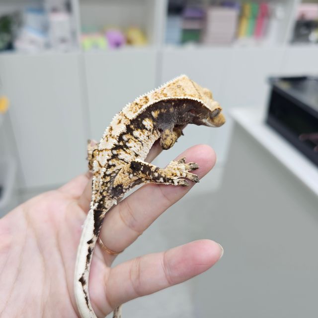 트라이 익스트림할리퀸