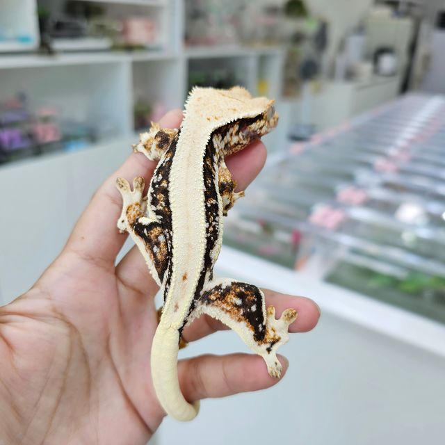 릴리화이트