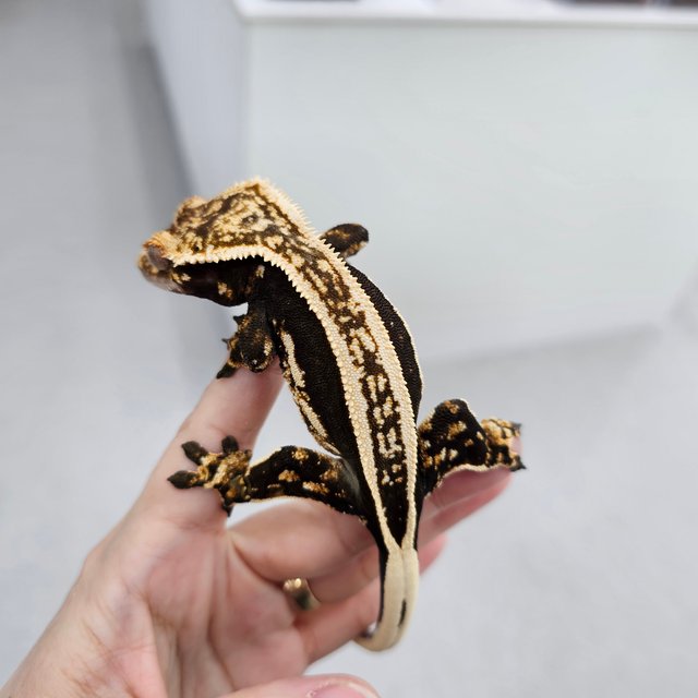 엠티백 슈퍼스트라이프 다크