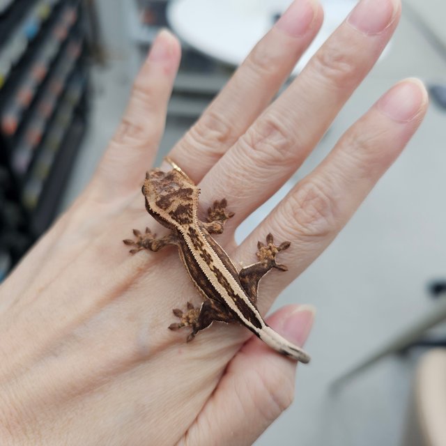 100% Het Axanthic Super Stripe