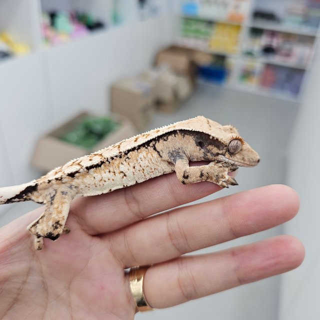 트라이 익스트림할리퀸