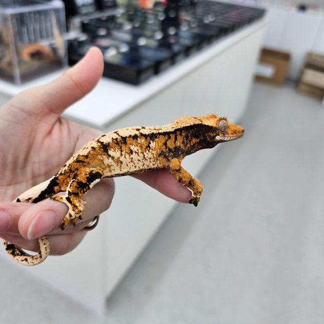 Tangerine Tri Extreme Harlequin