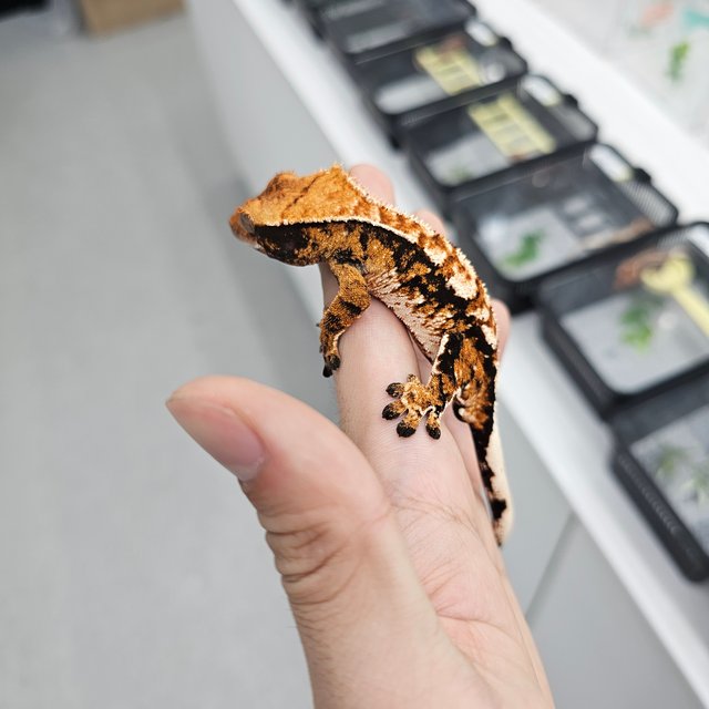 트라이 익스트림할리퀸 텐저린