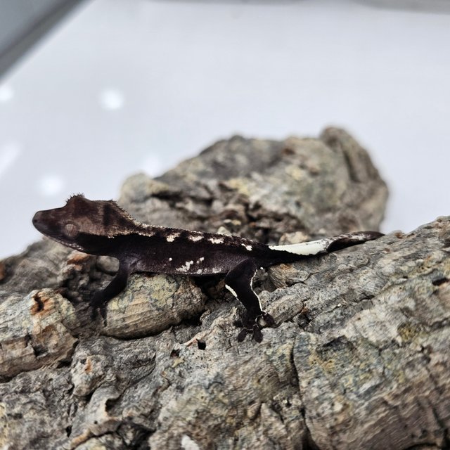 Axanthic