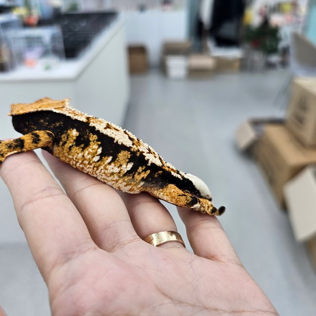 트라이 익스트림할리퀸