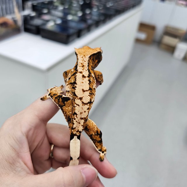 Tangerine Tri Extreme Harlequin