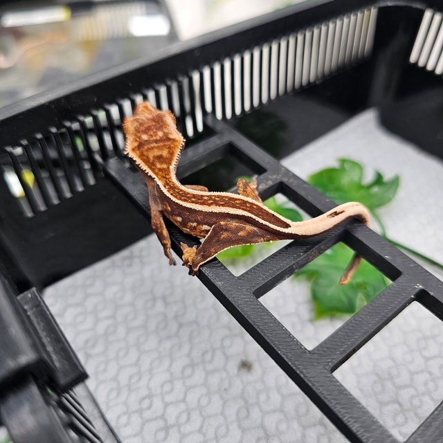 Empty Back Super Stripe