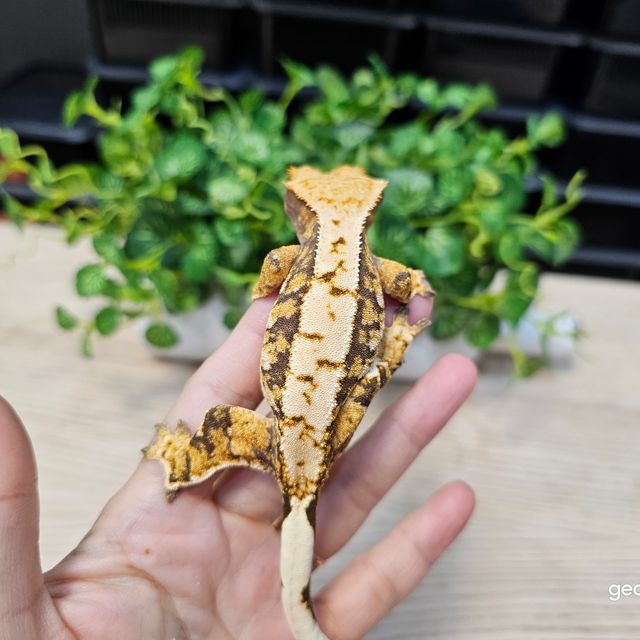 트라이 익스트림할리퀸