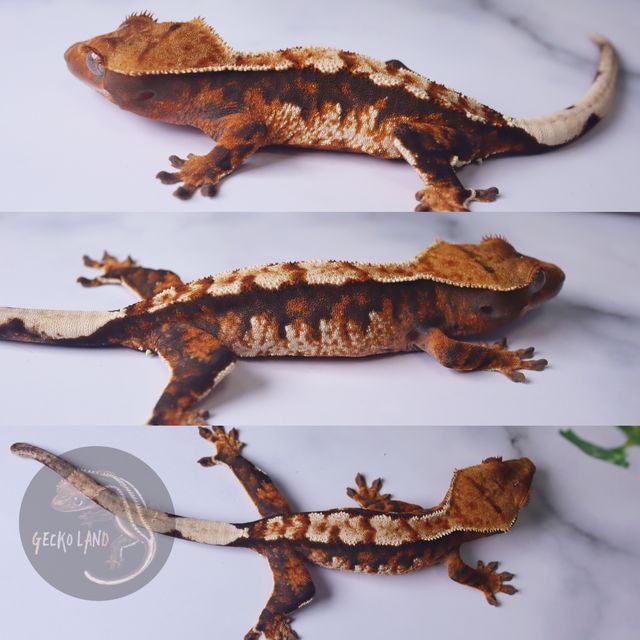 텐저린 트라이 할리퀸