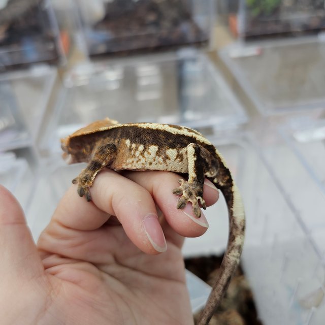 카푸치노 100%헷아잔틱