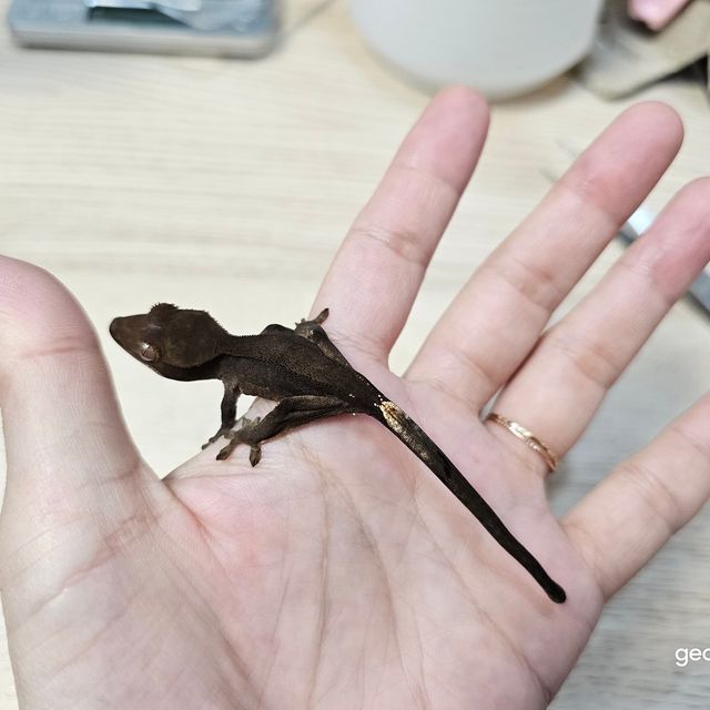 알티 챠콜